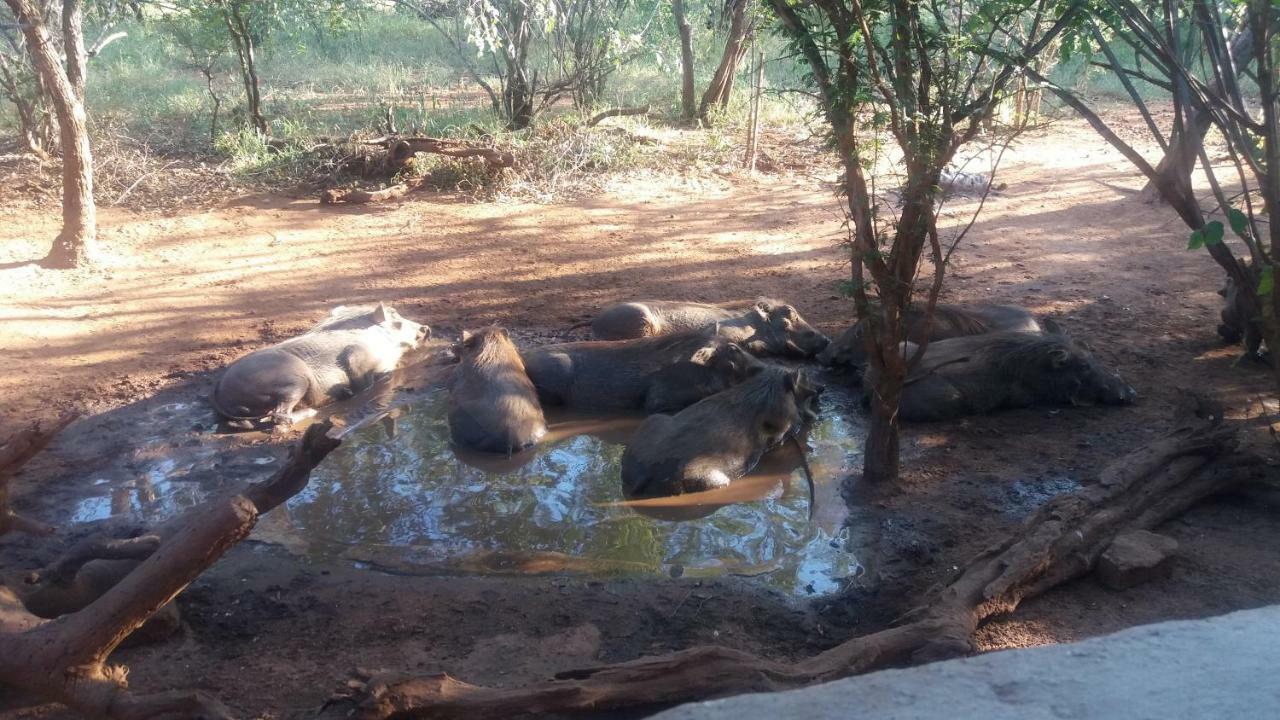 Aloes Bush Stay Hoedspruit Bagian luar foto