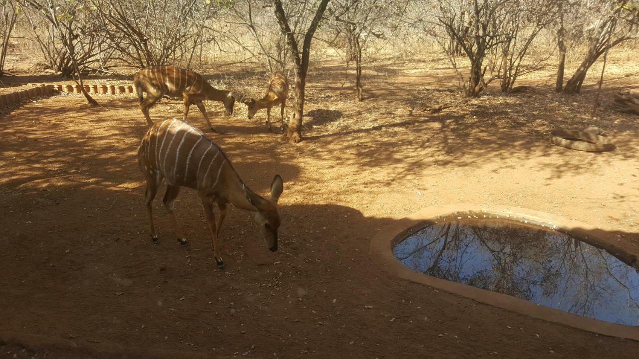 Aloes Bush Stay Hoedspruit Bagian luar foto