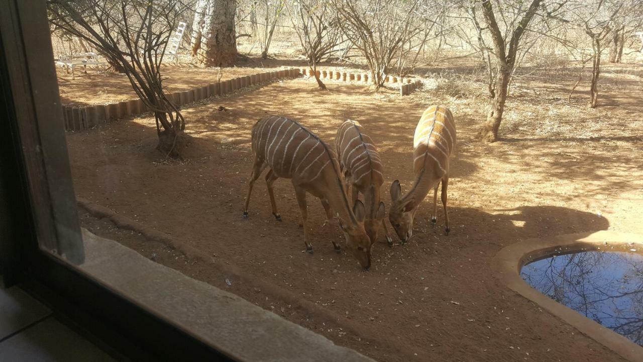 Aloes Bush Stay Hoedspruit Bagian luar foto